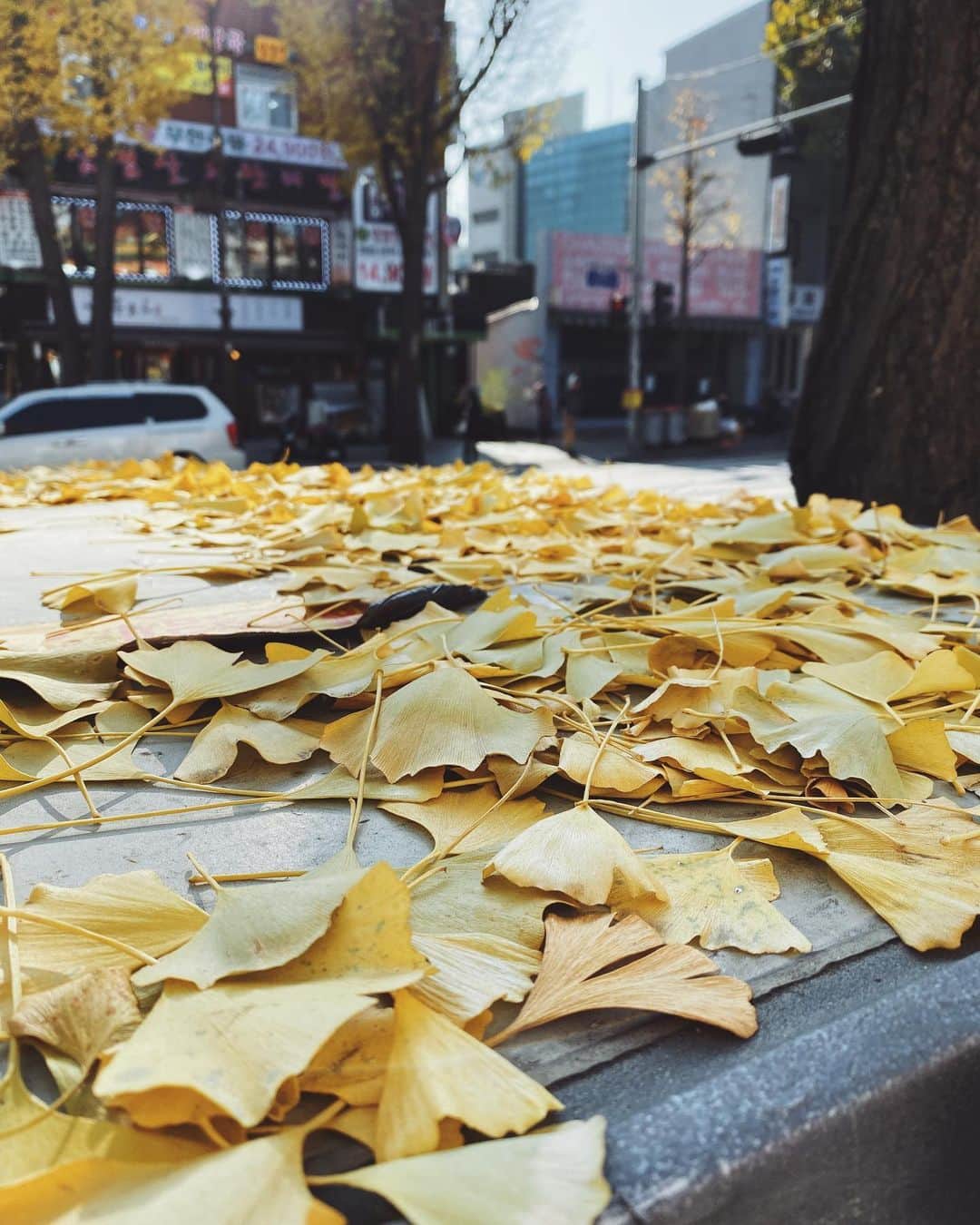 のインスタグラム：「🍁 ＿＿＿＿＿＿＿＿＿＿ ・ 街に黄色のブランケット ・ ・ ・ #sealinseoul」