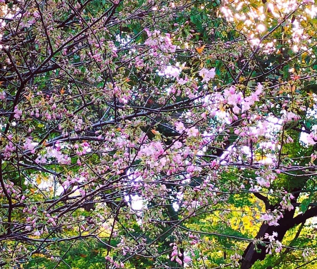 理絵さんのインスタグラム写真 - (理絵Instagram)「ヒマラヤ桜🌸その後  #ヒマラヤ桜 #ヒマラヤザクラ #桜 #ciliegio #벚꽃 #cherryblossom #cherryblossoms #sakura #flowers #flower #fiore #꽃 #花 #tokyo #japan」12月1日 12時07分 - ____rie____