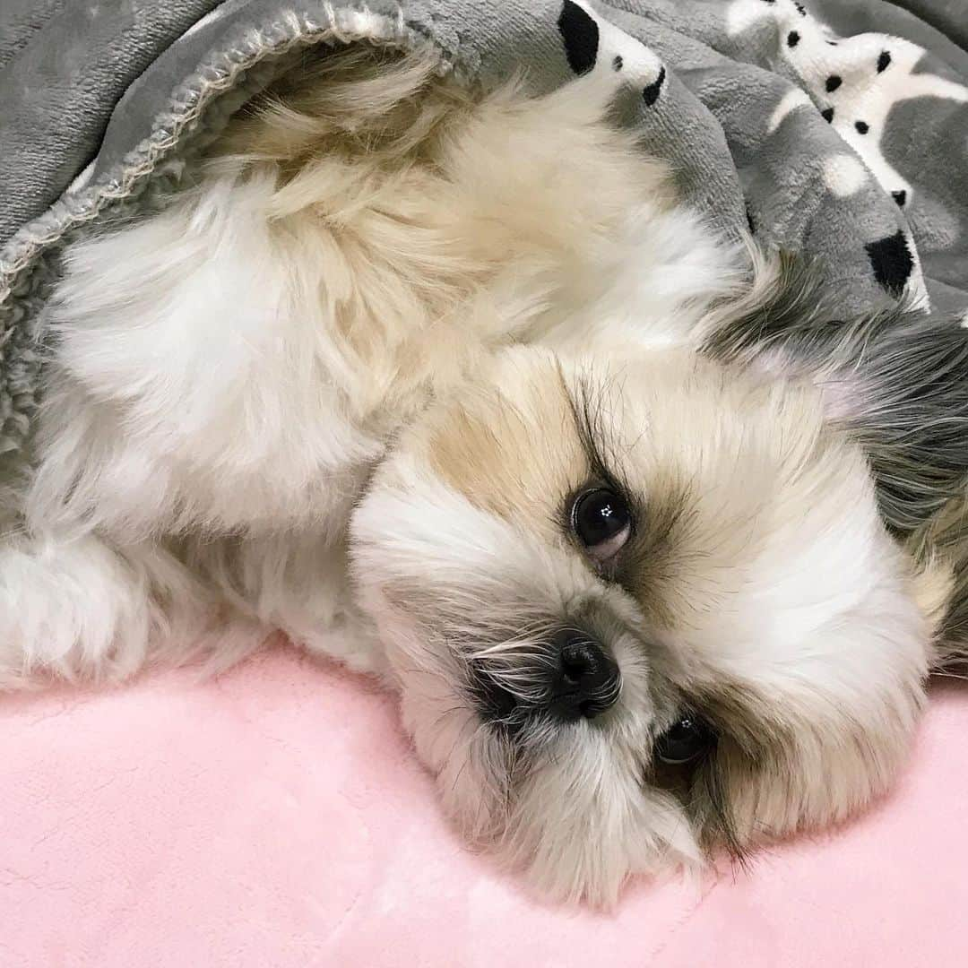 りんくさんのインスタグラム写真 - (りんくInstagram)「#lazysunday 日曜日はだらだら過ごすんでつ〜🐶💕 ・ 皆さん、お久しぶりです😊 インスタの不調と多忙な日々で、更新もコメントのお返事もできずにいました😌🙇🏻‍♀️💦 ・ 少しずつゆるーく復活しますので❤️ 今月もどうぞよろしくお願いします😊🐶💕」12月1日 12時07分 - link.jpn