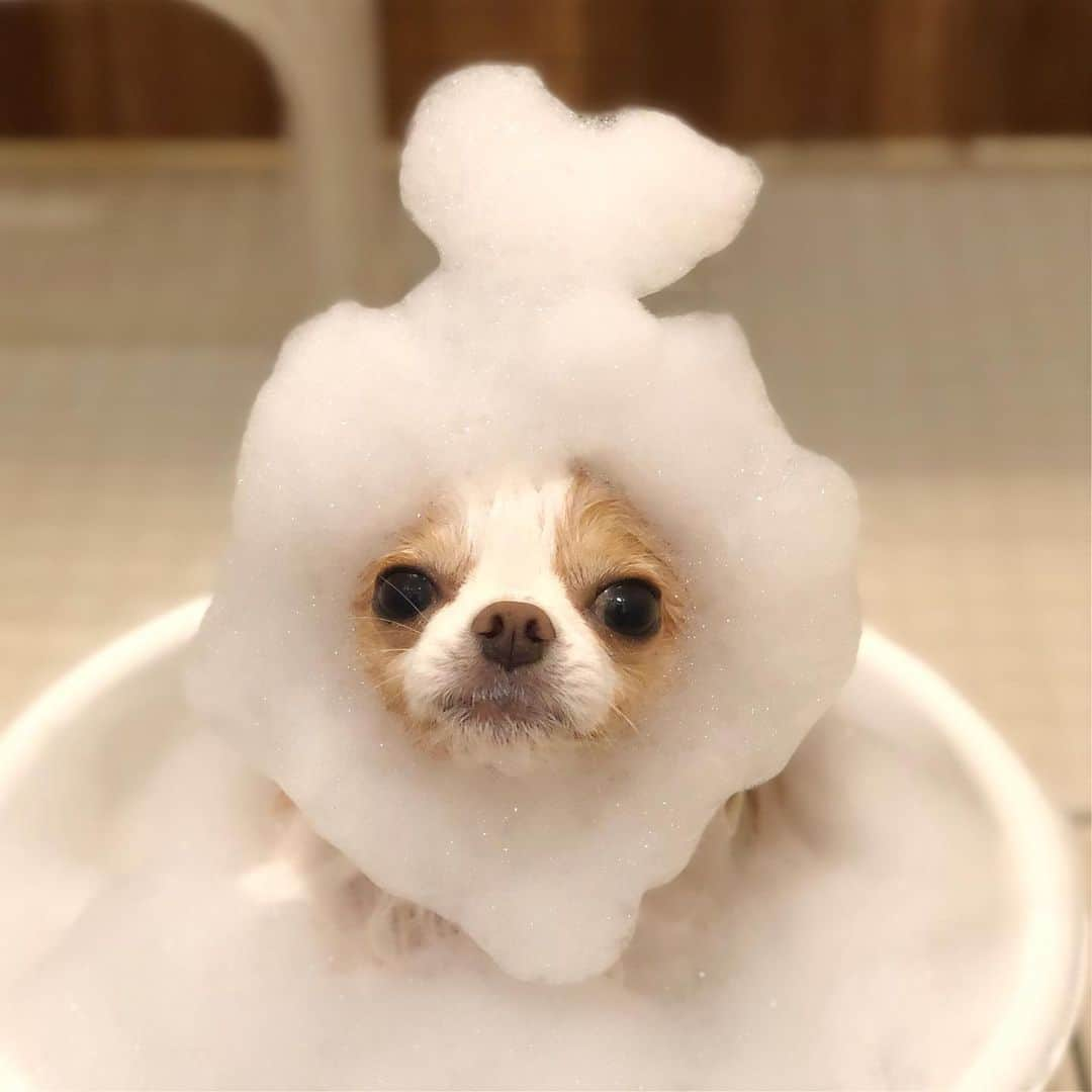 玉ねぎ戦士さんのインスタグラム写真 - (玉ねぎ戦士Instagram)「遊んでないで早く流すでしゅ🐶🛁 ・ ・ ・ #遊ばれたタラオ #bathtime #bathing #泡洗い #泡洗いムーブメント」12月1日 12時00分 - licca_tarao_0311