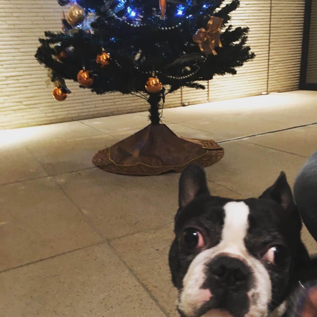 Taro Kamitani 世界初のティアラデザイナーさんのインスタグラム写真 - (Taro Kamitani 世界初のティアラデザイナーInstagram)「クリスマスの準備に、ウチの福太もソワソワ🌟  #クリスマス #クリスマス準備 #ボストンテリア #の福太」12月1日 12時30分 - tarokamitani_tiaradesigner