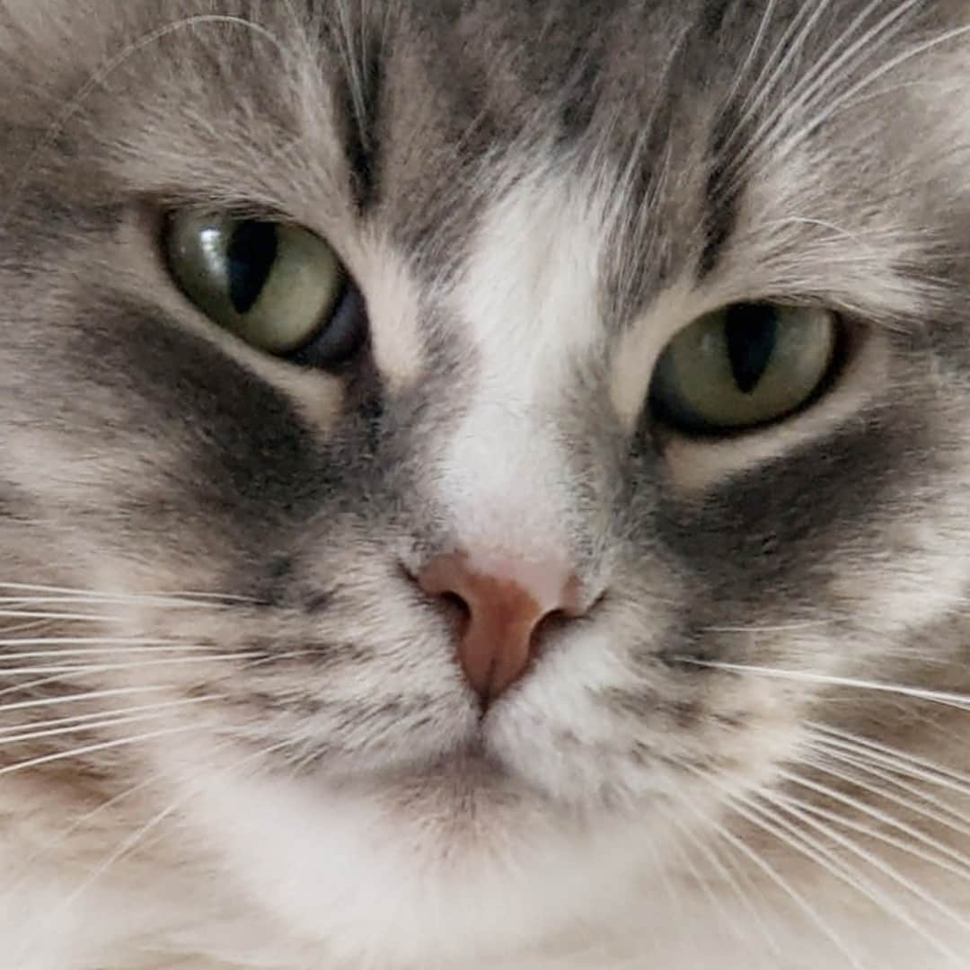 Nila & Miloさんのインスタグラム写真 - (Nila & MiloInstagram)「Who has the best close-up? 1: Nila, 2: Nemi or 3: Milo - our human can't decide. 😱😹❤️ #threecats #closeupphotography #cateyes #siberiancat #cat #Caturday」12月1日 3時50分 - nilamilo