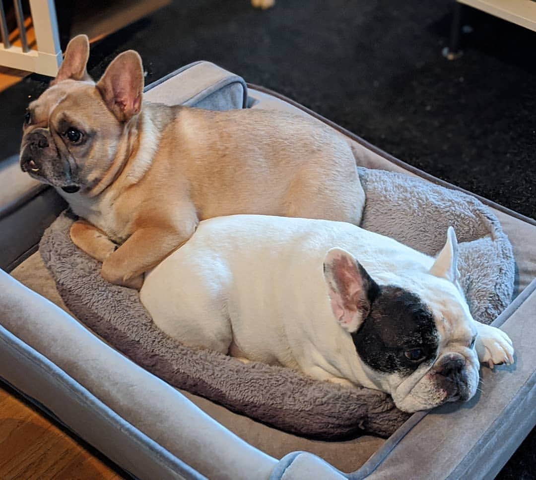 Manny The Frenchieのインスタグラム：「These turkeys are stuffed!」