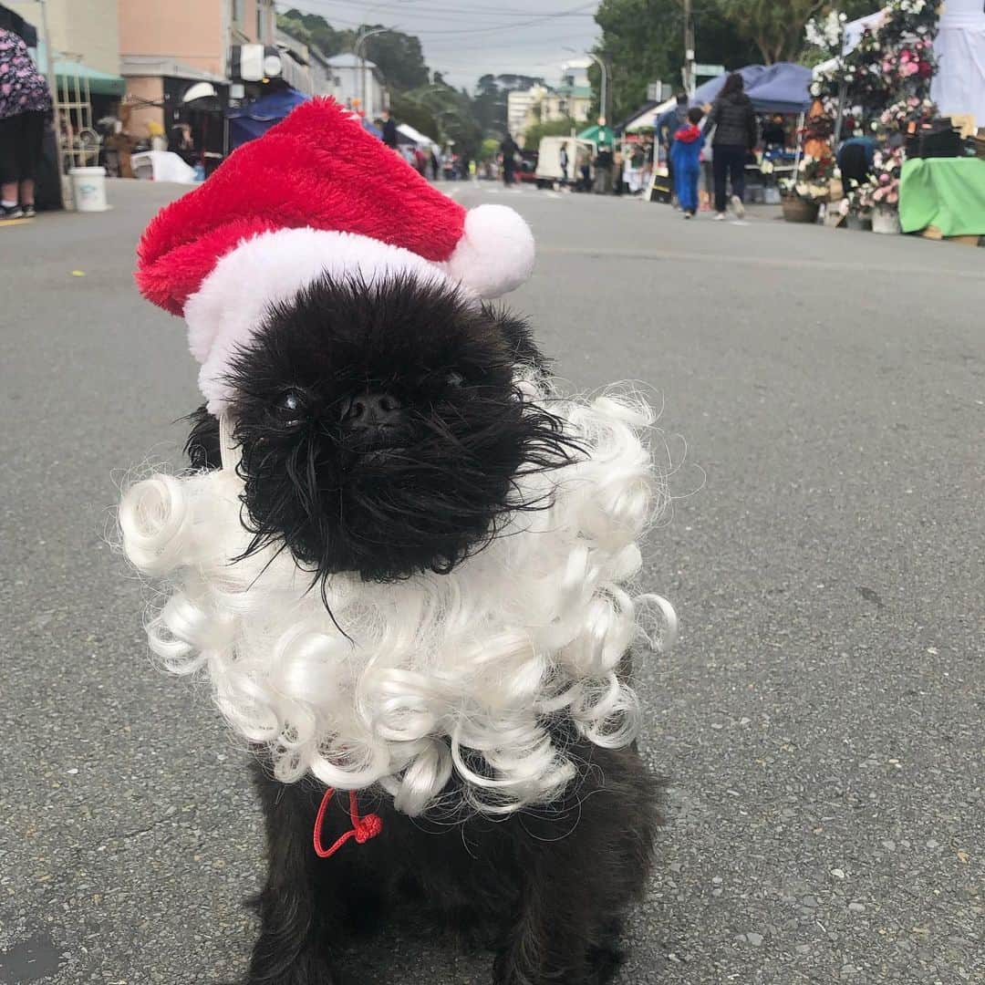 Digby & Aloのインスタグラム：「It’s fair day! We are ready to go, @thethorndonfair from 10-3. Come take your photo with Santa! 👌🏻 While you’re at it, pick up some goodies for the good boy (or girl) in your life. See my last post for details 👏🏻」