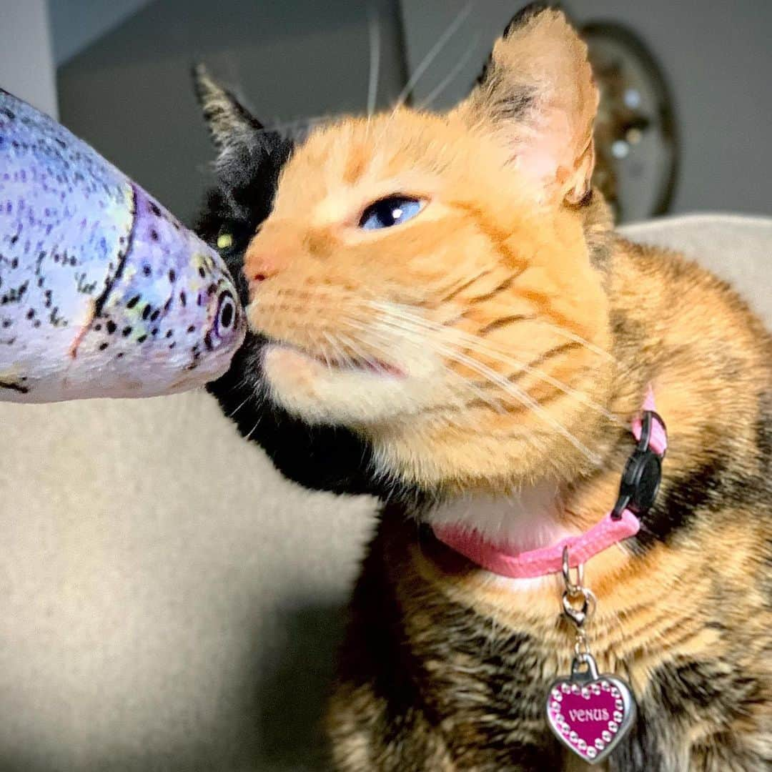 Venus Cat さんのインスタグラム写真 - (Venus Cat Instagram)「“Something is fishy!” 🐟 🐠  A lot of you have messaged us to let us know that despite being an engaged follower & even having notifications turned on, you never got our post about the giveaway yesterday. I promise, you are not blocked as we only block people who are highly vulgar or inappropriate (less than 50 in 7 years). There is something up with our post delivery and we have notified IG but are still waiting for a reply. In the meantime it’s not too late if you missed it. Please go to yesterday’s post to enter.  Entries cut off tonight at 9pm PT. We’re really sorry about the issues we’re encountering & how it’s affecting the content you want to see that we work very hard to create & bring you. It’s very frustrating for us as well. Please know we are working diligently to address it and are hopeful it will be resolved soon. As always, thanks for your support and for letting us know about these things.  We appreciate you so much! ❤️🐾」12月1日 5時51分 - venustwofacecat