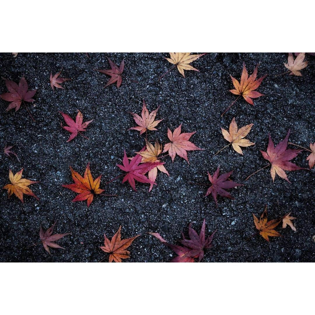 山崎直子さんのインスタグラム写真 - (山崎直子Instagram)「色葉散る🍂 もう12月だなんて...秋はあっという間に終わっちゃったな 体感的には今年まだ8ヶ月目くらいだけれど🤣 ・ ・ ・ #紅葉見に行こうよう #🍁 #秋 #紅葉 #紅葉狩り #自然のアート #秋が好き #写真好きな人と繋がりたい #ジャネーの法則 #autumn #autumnleaves #autumncolors #ig_japan #hellodecember」12月1日 5時48分 - yamanaon