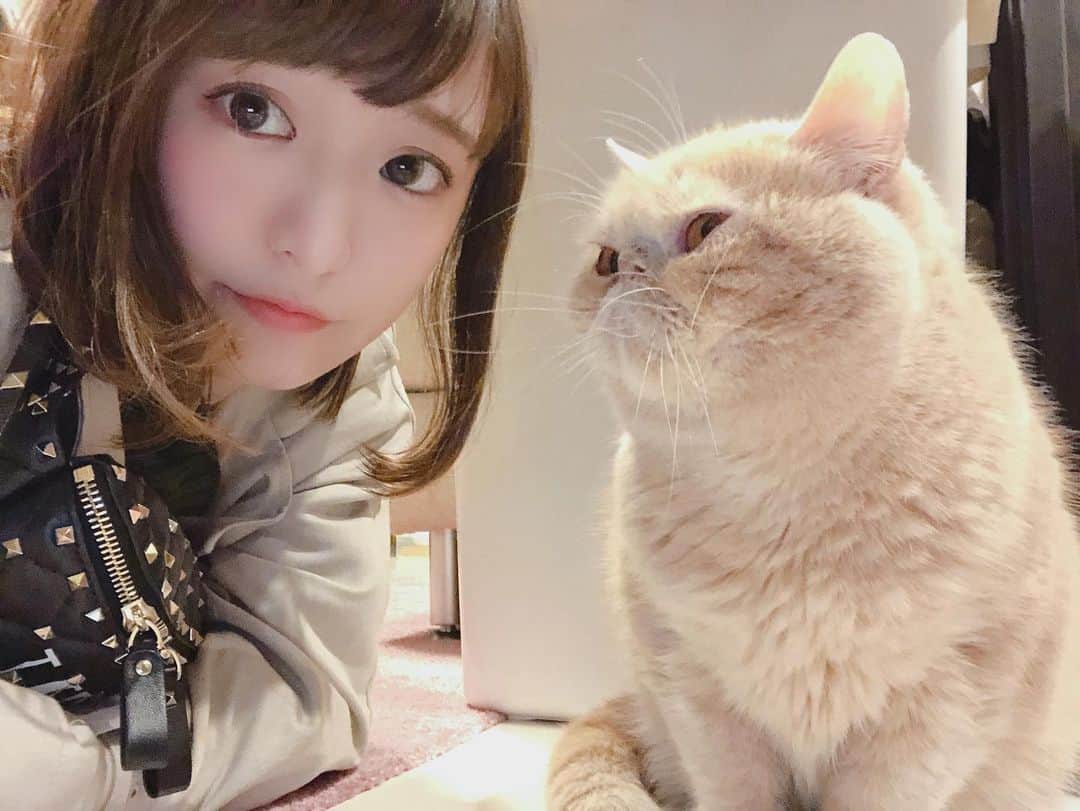 東なつ紀のインスタグラム：「変な時間に寝て 変な時間に起きた( ˘•ω•˘ ) #猫 #多頭飼い #まさぶりあず #エキゾチックショートヘア #ブリティッシュショートヘア #マンチカン  #Munchkin  #exoticshorthair #britishshorthair #マンチカン短足  #ねこ  #ネコ  #子猫  #cat  #ネコ部  #短足  #猫モフー  #猫好きさんと繋がりたい  #猫のいる暮らし  #短脚猫 #曼基康猫」