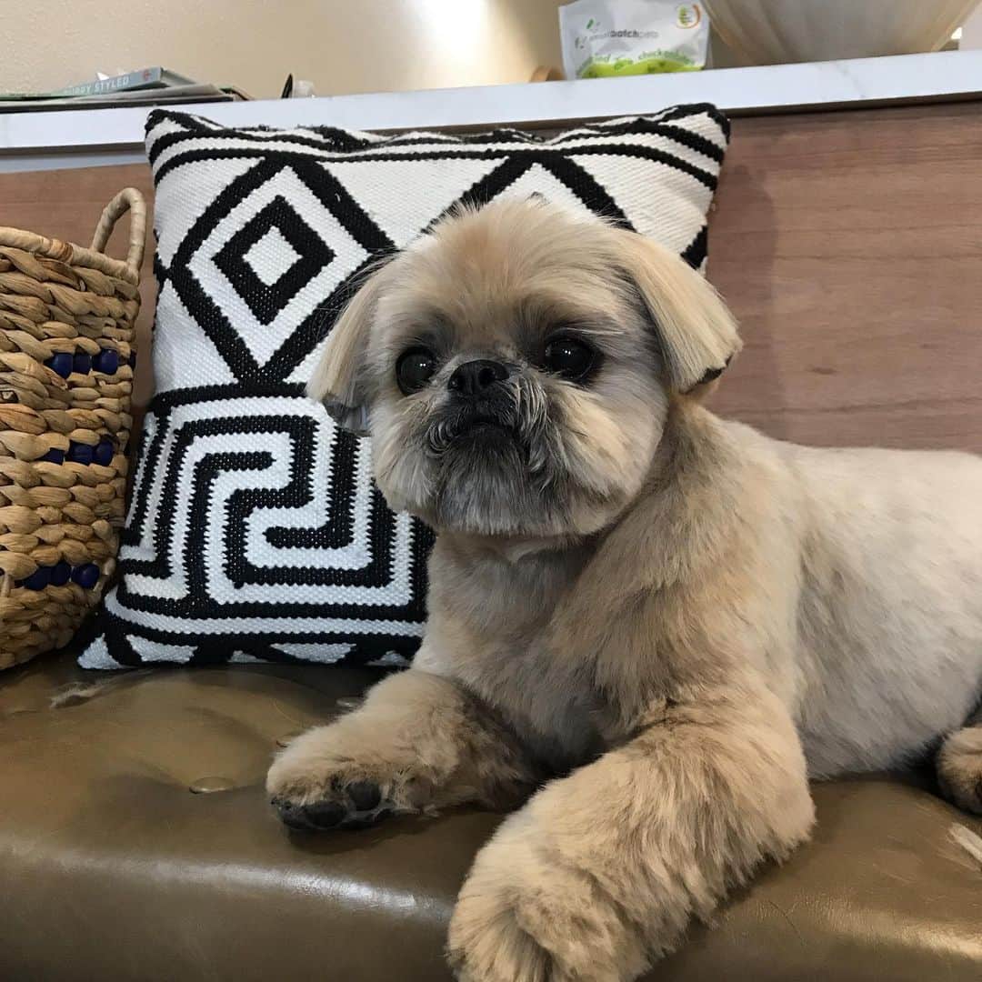 Dogs by Ginaのインスタグラム：「How you doin 💁🏼‍♀️」