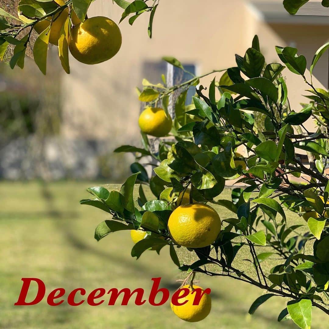 藤原美智子さんのインスタグラム写真 - (藤原美智子Instagram)「🎄 ・ 今日から、なんと12月❣ 今年も、あと1カ月️😱 ・ あまりにもビックリで、季節外れのように見える写真に12月を書いてみました😄 ・ とは言っても、 この前の台風にも負けず、元気に来年の収穫に向けて着々と育っている我が家の #甘夏　🍊 ・ そして昨日見た、2カ月も早く咲いていた #河津桜 🌸台風で葉が一気に落ちてしまったので、自分の出番と間違えて咲いてしまった、らしい🌸 ・ それにしても一年が過ぎるのが早すぎて、目が回りそう(@_@) ・ #12月  #1年が #3カ月 #くらいに感じる 💦 #藤原美智子 #fujiwaramichiko #ladonna #michikolife」12月1日 6時29分 - michiko.life