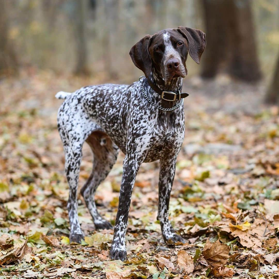 The Dogistさんのインスタグラム写真 - (The DogistInstagram)「Dutch, German Shorthaired Pointer (1 y/o), Rolling Hill Park, Gladwyne, PA • “He’s a ‘walker’. He walks while he poops.”」12月1日 7時18分 - thedogist