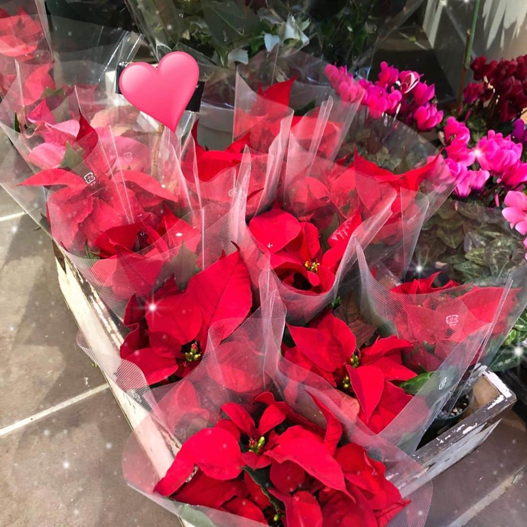 嶺恵斗さんのインスタグラム写真 - (嶺恵斗Instagram)「お花屋さんが好き🌷  この季節はやっぱりこれ。 今年は早々に買ったけど こっちの方が綺麗だった（涙）  もう一つ買おうか悩みながら 写真だけ撮って帰ってきてしまった。  んー悩む。。。 ・ #花のある暮らし #幸せ #癒し  #ポインセチア  は#花じゃなかった  #クリスマス気分 #楽しみ  #ある日の #散歩 #love #flower」12月1日 12時57分 - etsuko__7