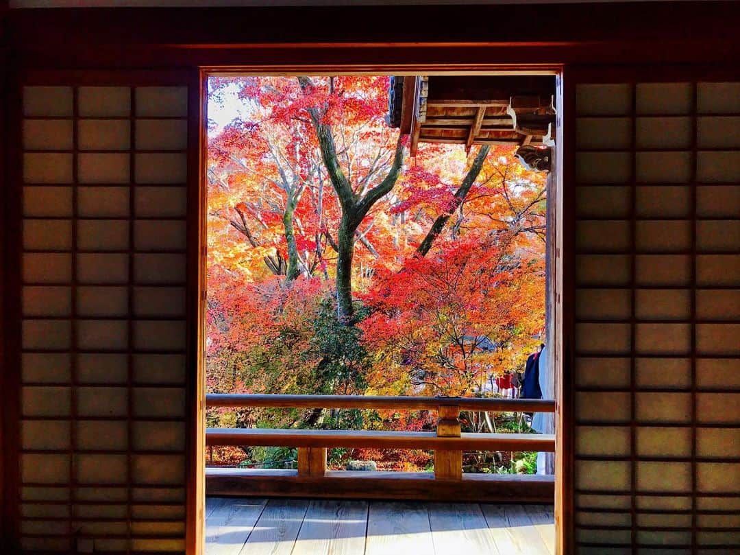 西谷綾子のインスタグラム：「✴︎ 🍵🍁🍂☺️ #京都 #嵐山 #紅葉 #宝筐院 #庭園 #美しい #風景」