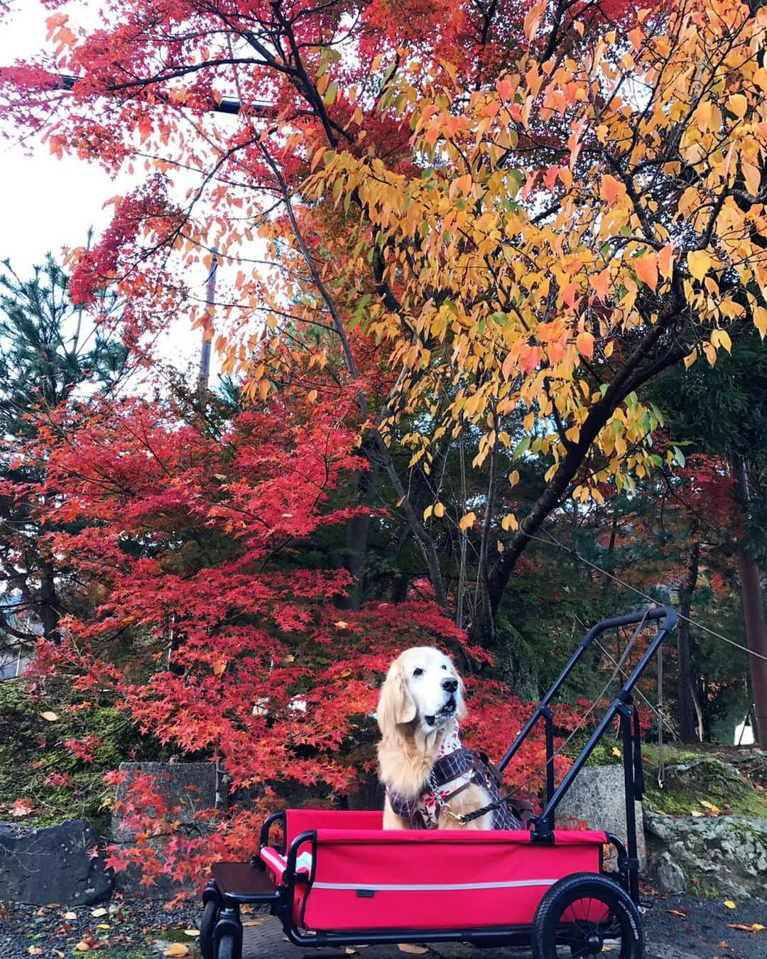 kei515yuさんのインスタグラム写真 - (kei515yuInstagram)「嵐山に行ってきました。 紅葉はもうそろそろ終わりですね。  #dogsofinstagram #ゴールデンレトリバー #ilovegolden_retrievers #retrieversgram #insta_animal #dog_ofinstagram #gloriousgoldens #retriever #goldenretriever #犬バカ部 #igdog #gryuuko #repost_ezyjp #retrieveroftheday #weeklyfluff #thedailygolden  #excellent_dogs #pecoいぬ部 #てんかん持ちワンコ #前庭疾患回復期 #高齢犬14歳 #高齢犬 #seniordogs #seniordogsofinstagram」12月1日 9時04分 - kei515yu