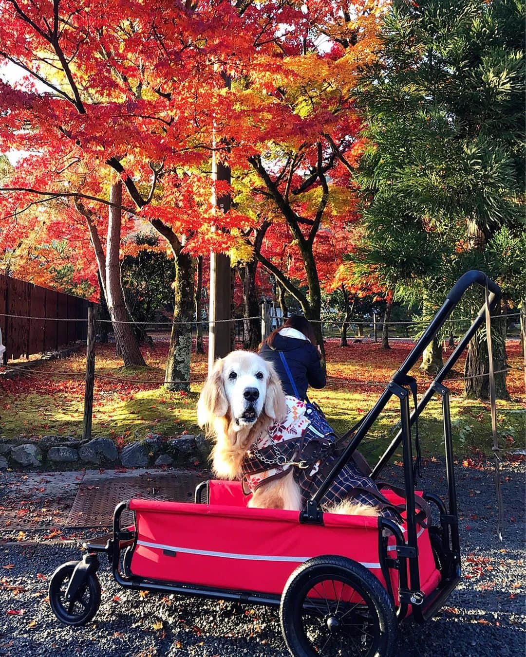 kei515yuさんのインスタグラム写真 - (kei515yuInstagram)「嵐山に行ってきました。 紅葉はもうそろそろ終わりですね。  #dogsofinstagram #ゴールデンレトリバー #ilovegolden_retrievers #retrieversgram #insta_animal #dog_ofinstagram #gloriousgoldens #retriever #goldenretriever #犬バカ部 #igdog #gryuuko #repost_ezyjp #retrieveroftheday #weeklyfluff #thedailygolden  #excellent_dogs #pecoいぬ部 #てんかん持ちワンコ #前庭疾患回復期 #高齢犬14歳 #高齢犬 #seniordogs #seniordogsofinstagram」12月1日 9時04分 - kei515yu