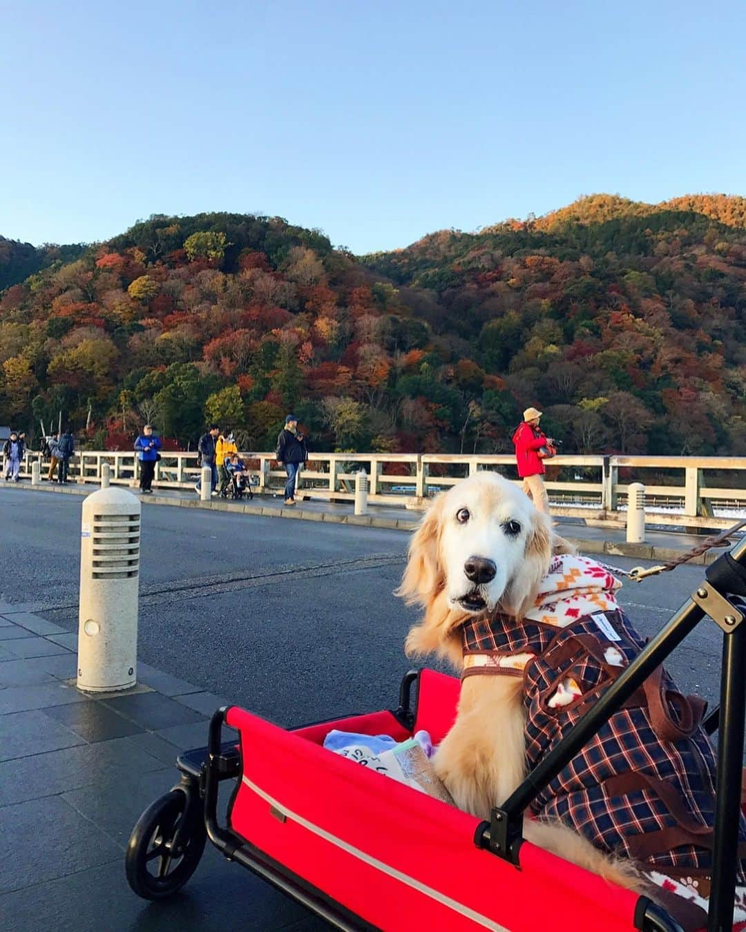 kei515yuさんのインスタグラム写真 - (kei515yuInstagram)「嵐山に行ってきました。 紅葉はもうそろそろ終わりですね。  #dogsofinstagram #ゴールデンレトリバー #ilovegolden_retrievers #retrieversgram #insta_animal #dog_ofinstagram #gloriousgoldens #retriever #goldenretriever #犬バカ部 #igdog #gryuuko #repost_ezyjp #retrieveroftheday #weeklyfluff #thedailygolden  #excellent_dogs #pecoいぬ部 #てんかん持ちワンコ #前庭疾患回復期 #高齢犬14歳 #高齢犬 #seniordogs #seniordogsofinstagram」12月1日 9時04分 - kei515yu