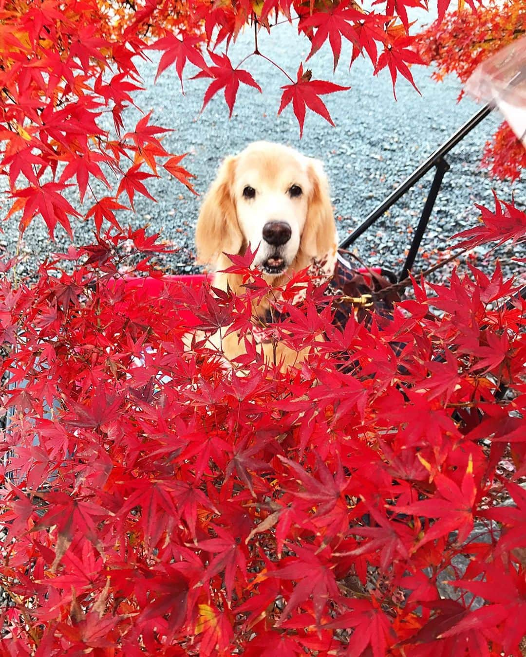 kei515yuさんのインスタグラム写真 - (kei515yuInstagram)「嵐山に行ってきました。 紅葉はもうそろそろ終わりですね。  #dogsofinstagram #ゴールデンレトリバー #ilovegolden_retrievers #retrieversgram #insta_animal #dog_ofinstagram #gloriousgoldens #retriever #goldenretriever #犬バカ部 #igdog #gryuuko #repost_ezyjp #retrieveroftheday #weeklyfluff #thedailygolden  #excellent_dogs #pecoいぬ部 #てんかん持ちワンコ #前庭疾患回復期 #高齢犬14歳 #高齢犬 #seniordogs #seniordogsofinstagram」12月1日 9時04分 - kei515yu