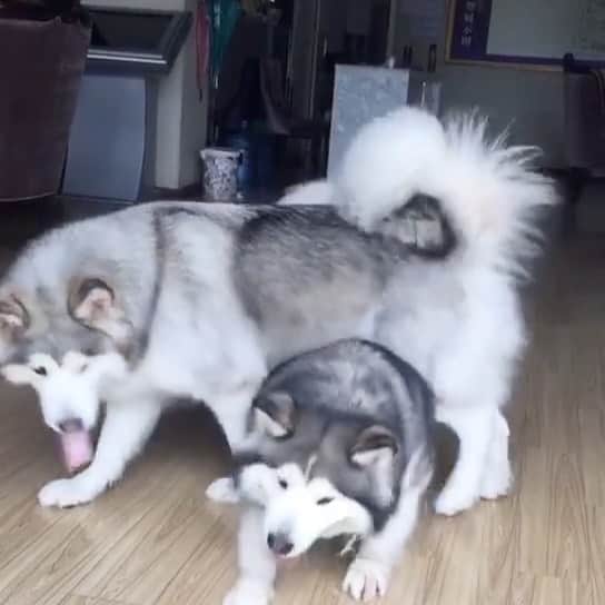 husky and malamuteのインスタグラム：「Weekend day. One month before 2020.🤒🤒」