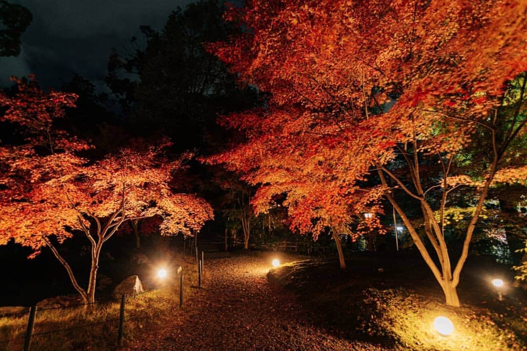 京都いいとこフォトさんのインスタグラム写真 - (京都いいとこフォトInstagram)「. 「天神さん」と呼ばれ親しまれている長岡京市の長岡天満宮。 境内にある錦景苑は紅葉を楽しむために作られた庭園で、紅葉の時期にはライトアップが行われます。 . Nagaoka Tenmangu Shrine in Nagaokakyo City, known as “Tenjin-san”. The Kinkeien in the precincts is a garden that was created to enjoy the autumn leaves, and it is lit up during the autumn leaves season. . . . Date:2019.11.24-25 Location:#nagaokatenmangu #長岡天満宮 Photo:@iharalba .」12月1日 10時00分 - kyoto_iitoko
