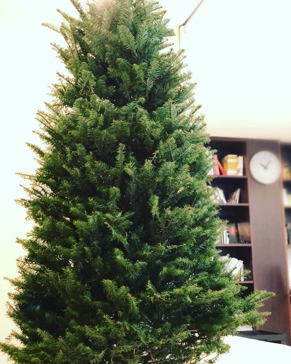 内田恭子さんのインスタグラム写真 - (内田恭子Instagram)「Our tree is here!! Smells wonderful!! #christmastree #happysundaymorning #fromoregon #クリスマスツリー　#内田恭子　kyokouchida」12月1日 10時11分 - kyoko.uchida.official