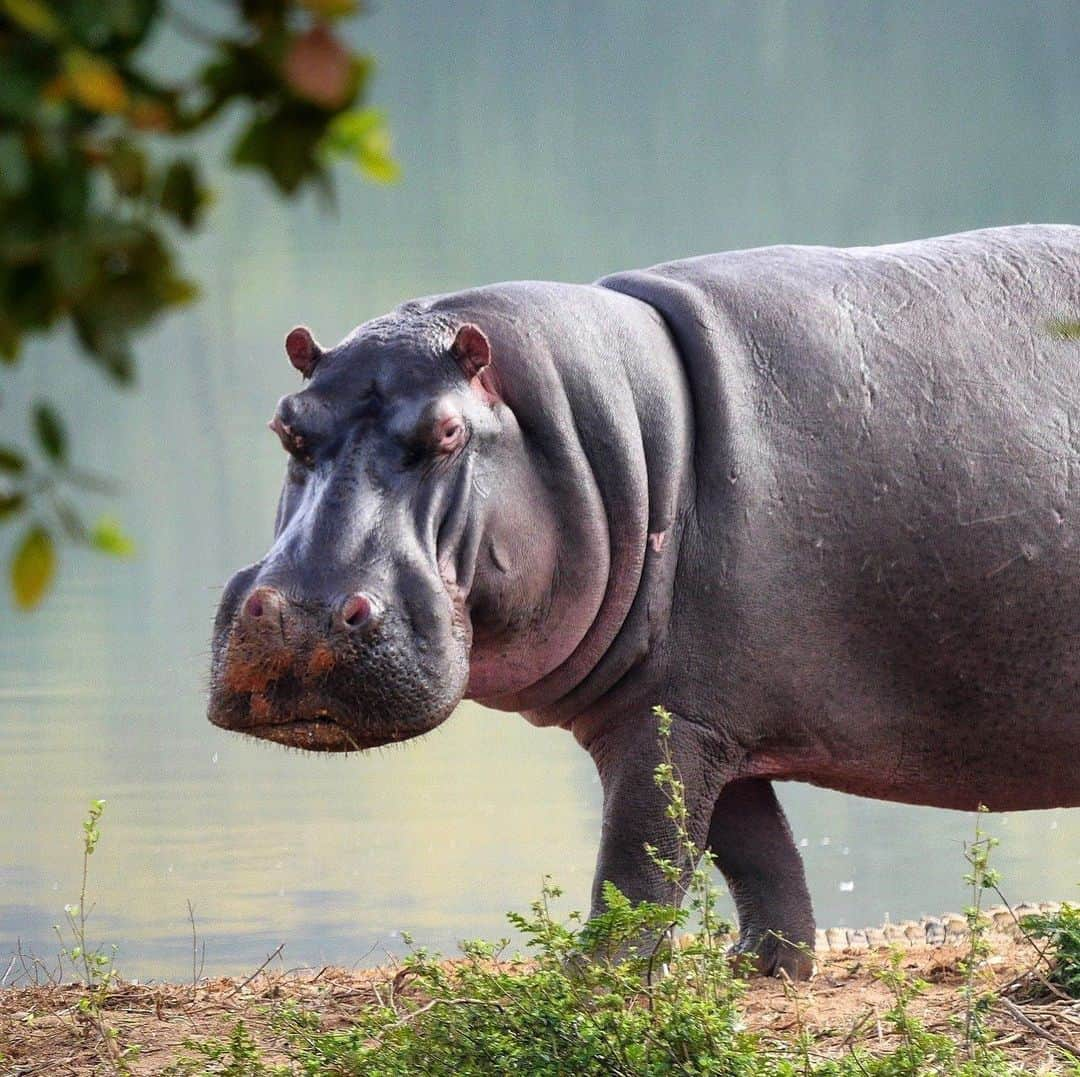 アメリカ自然史博物館さんのインスタグラム写真 - (アメリカ自然史博物館Instagram)「Feeling like a hungry hippo this holiday weekend? This herbivorous mammal munches on up to 80 pounds (36.3 kilograms) of grass each night. While that might sound like a lot, it’s actually not much for the gigantic hippopotamus—it’s only 1 to 1.5% of its body weight! During the day, it takes refuge from the heat of the Sun in rivers and lakes. It’s known for “sweating blood”—but the red substance isn’t blood. It’s fluid that acts as a sunscreen and moisturizer—and is also thought to help protect hippo skin wounds against germs! Photo: hbieser」12月1日 10時28分 - amnh