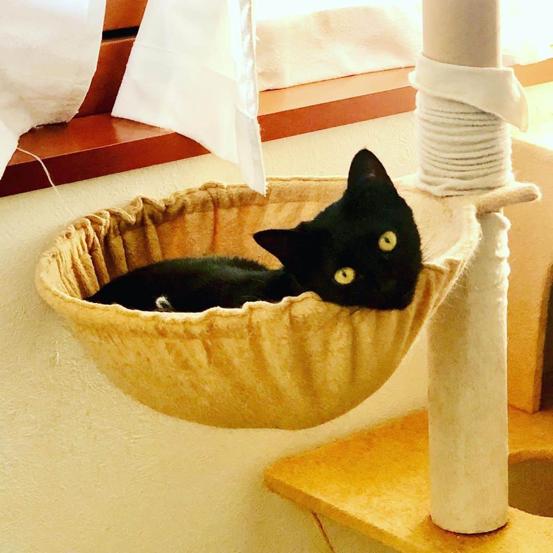 佐伯紅緒さんのインスタグラム写真 - (佐伯紅緒Instagram)「今朝のさくらさん。  昔のカルピスのイラストのような顔で、ジーっとこっちを見ています。  #cat #猫 #黒猫部 #保護猫 #ねこ #ネコ #ねこすたぐらむ #blackcat  #さくら日記」12月1日 10時38分 - beniosaeki