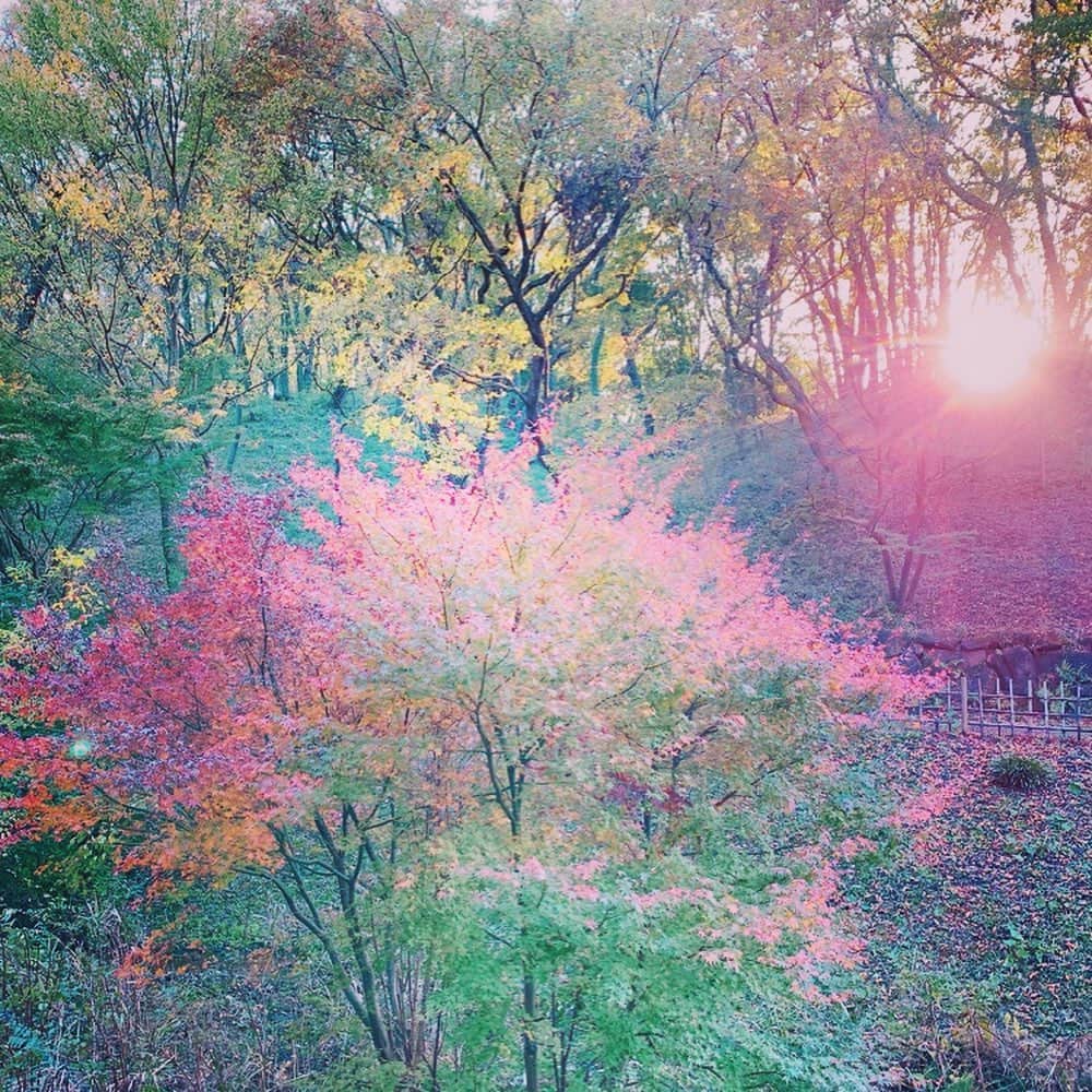 西川進さんのインスタグラム写真 - (西川進Instagram)「おはようございます！！ 『感情直結型ギタリスト』西川進です！！ 12月に入りましたね！！ 今月もよろしくお願いします！！ 昨日は作業が早めに終わりましたので、、、 「紅葉の季節」と言う事で、、、 まあまあ近くにある「四季の森公園」に 紅葉を観に行ってきました、、、。 「紅葉の森」というところがあるのですが、、、 時期が早かったのか、、、残念ながら、、、あまり紅葉が見られなかったです、、、。 しかし、、、 その後足を進めて行くと、、、 美しい紅葉を見ることが出来ました、、、。 この、、、「四季の森公園」、、、 初夏の「蛍」を見に行って以来、、、久々、、、（10年以上ぶり？）。 なんだか懐かしくもあり、、、癒やされました、、、。 みなさんは紅葉観ましたか？？ さっ！！ 今日は宮川愛季さんリハーサル！！ 気合い入れ直して頑張ります！！ みなさん良き日曜日をおすごしくださいね！！ #空　#雲　#宇宙　#西川進　#ギタリスト　#ギター　#モッズスタイル　#guitarist #guitar #サポートミュージシャン　#大事に思う気持ち　#季節を感じていきたい　#癒しの植物  #秋　#紅葉　#四季の森公園　#宮川愛季」12月1日 10時38分 - susumu_nishikawa_5