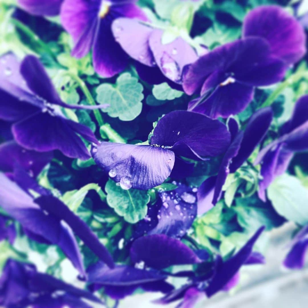 中野敬久さんのインスタグラム写真 - (中野敬久Instagram)「#flower #flowersoflife #purple #blossom #wet」12月1日 10時50分 - hirohisanakano