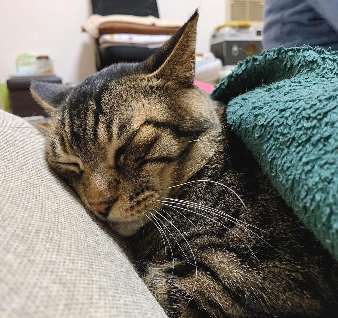 Musashiさんのインスタグラム写真 - (MusashiInstagram)「夕方ムサシさん。昼寝からの夕寝。Catnap. #musashi #mck #cat #キジトラ #ムサシさん #musashi_the_cat #ねこすたぐらむ」12月1日 20時41分 - _daisy