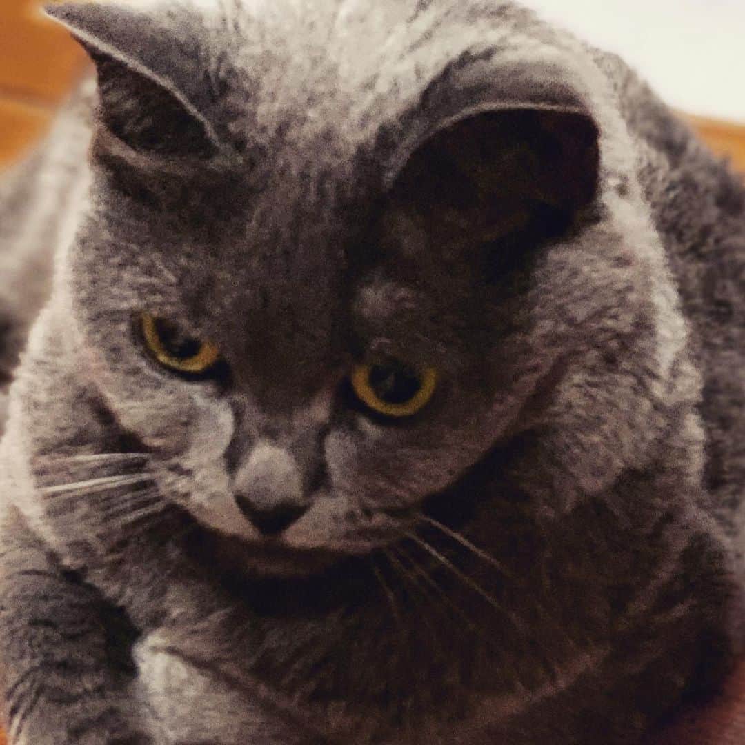 チキン南蛮カレーのルウ王子のグルメインスタ