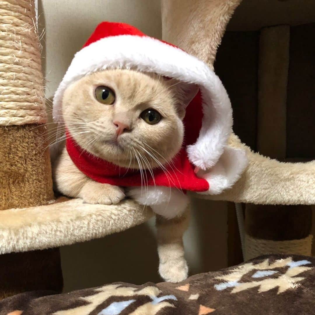古市憲寿さんのインスタグラム写真 - (古市憲寿Instagram)「クリスマスの準備中。なんか怒ってる。　#ニャンスタグラム」12月1日 21時19分 - poe1985