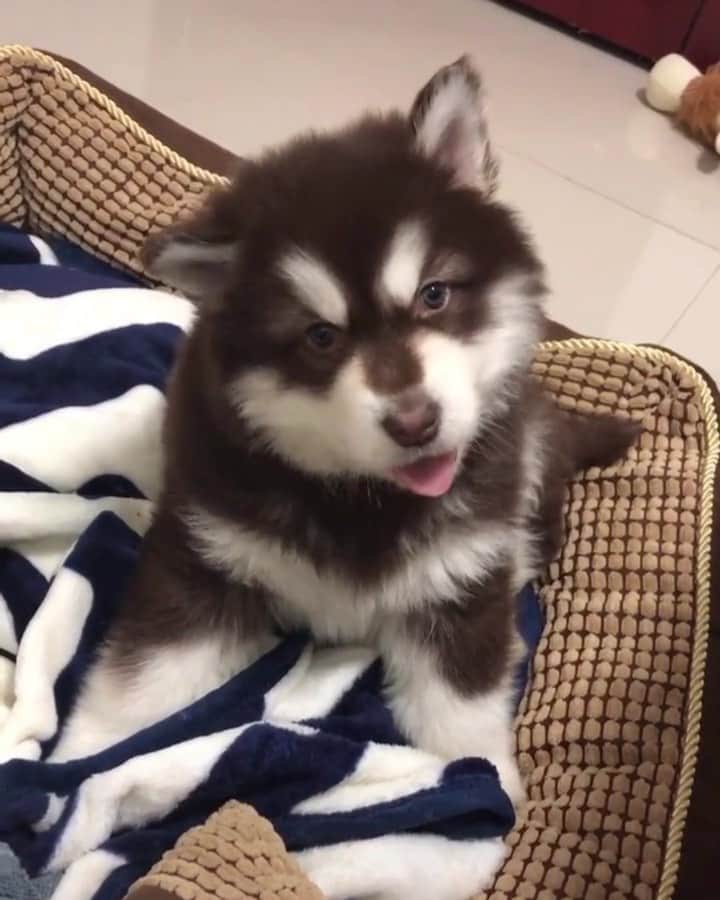 husky and malamuteのインスタグラム：「Oh..that cute face.🥰🥰😝😛」