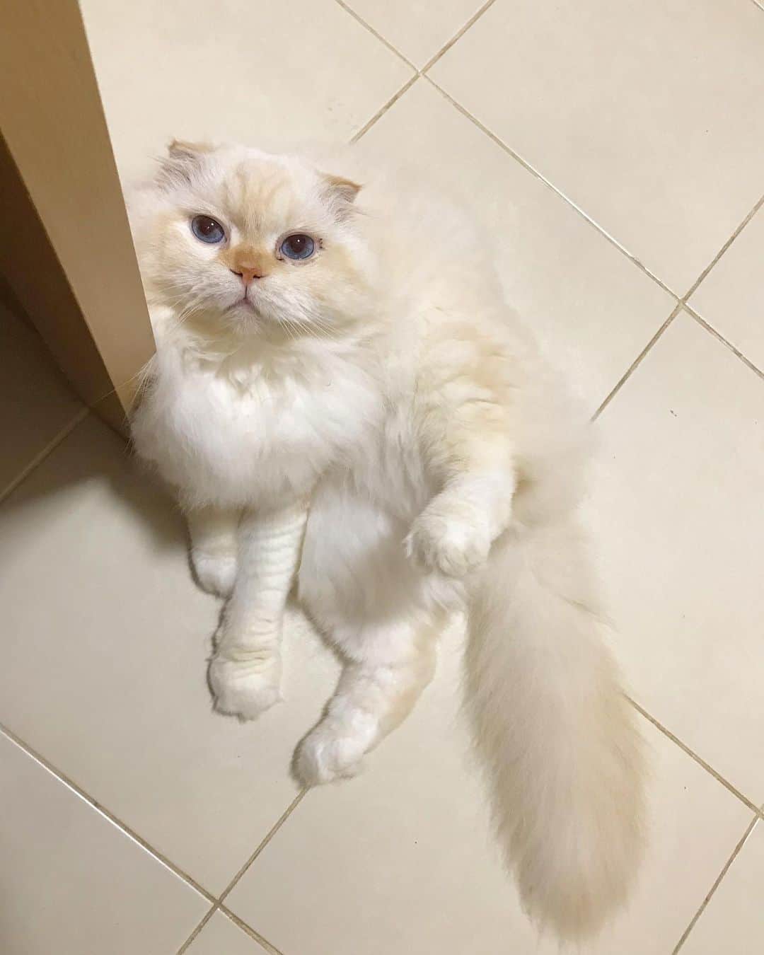 Haruのインスタグラム：「What do you want? #gentleharper #เอาไรจ้ะ」