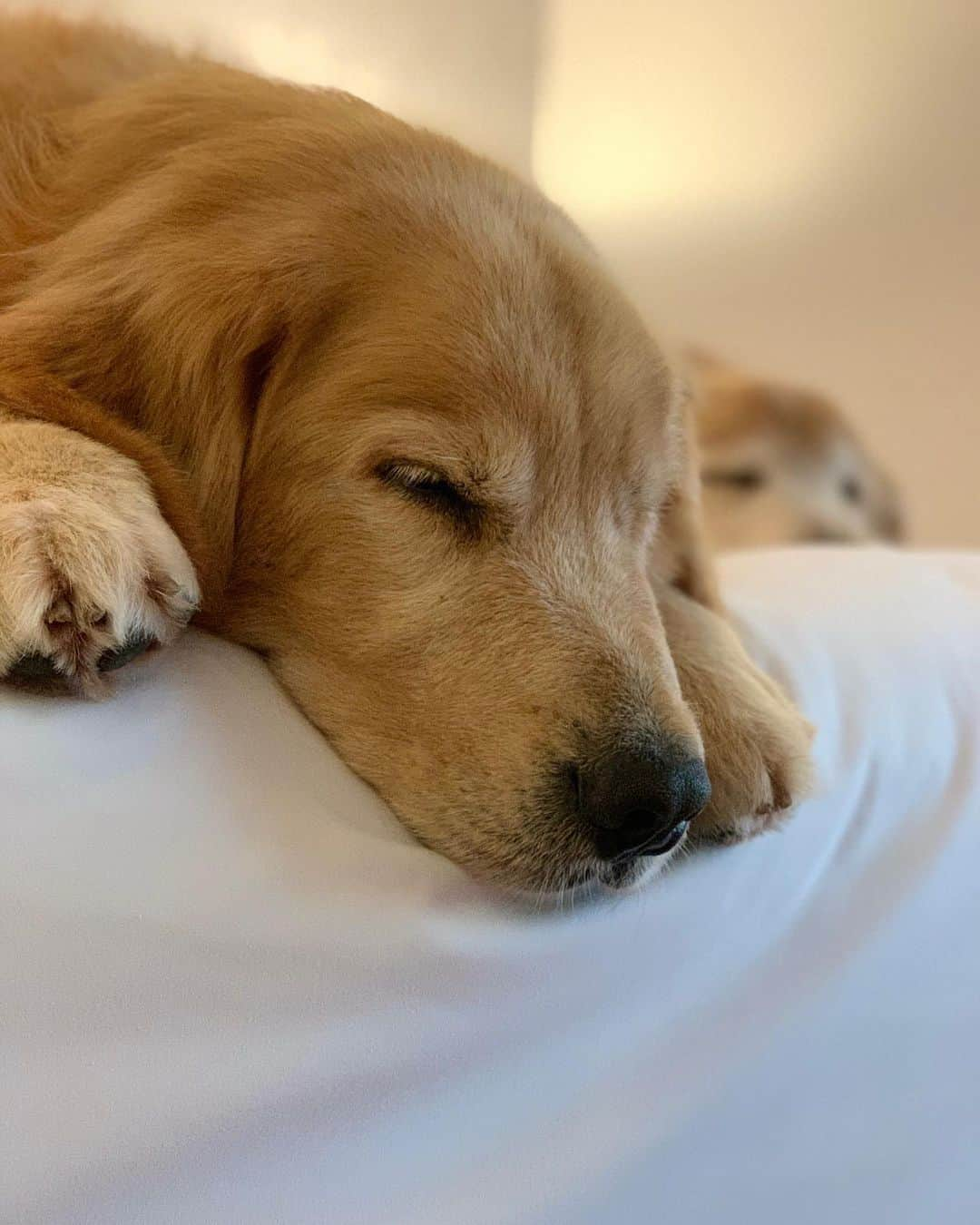 Bobさんのインスタグラム写真 - (BobInstagram)「Hospedagem Petfriendly em Campinas?! Tem sim!!! Excelente por sinal! @radissonredcampinas  Estamos adorando esse hotel! E também em conhecer a cidade! Quem tem dicas daqui pra mandar pra gente?! . . . #pets #photooftheday #petsofinstagram #instagrammers #instagram #instadaily #vejasp #goldenretriever #goldenretrievers #goldenretrieversofinstagram #dogs #dogstyle #dogoftheday #dogsofinstagram #saopaulo #gudfriends #petfriendly #hotel #hotelaria #hotelpetfriendly #turismo #negocios #campinas #red #radisson」12月1日 21時38分 - bob_marley_goldenretriever