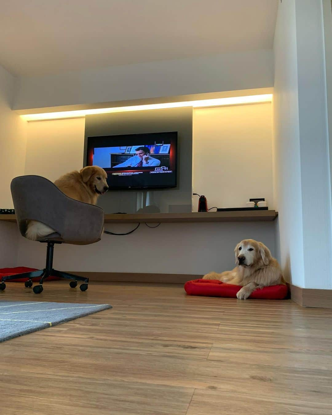 Bobさんのインスタグラム写真 - (BobInstagram)「Hospedagem Petfriendly em Campinas?! Tem sim!!! Excelente por sinal! @radissonredcampinas  Estamos adorando esse hotel! E também em conhecer a cidade! Quem tem dicas daqui pra mandar pra gente?! . . . #pets #photooftheday #petsofinstagram #instagrammers #instagram #instadaily #vejasp #goldenretriever #goldenretrievers #goldenretrieversofinstagram #dogs #dogstyle #dogoftheday #dogsofinstagram #saopaulo #gudfriends #petfriendly #hotel #hotelaria #hotelpetfriendly #turismo #negocios #campinas #red #radisson」12月1日 21時38分 - bob_marley_goldenretriever