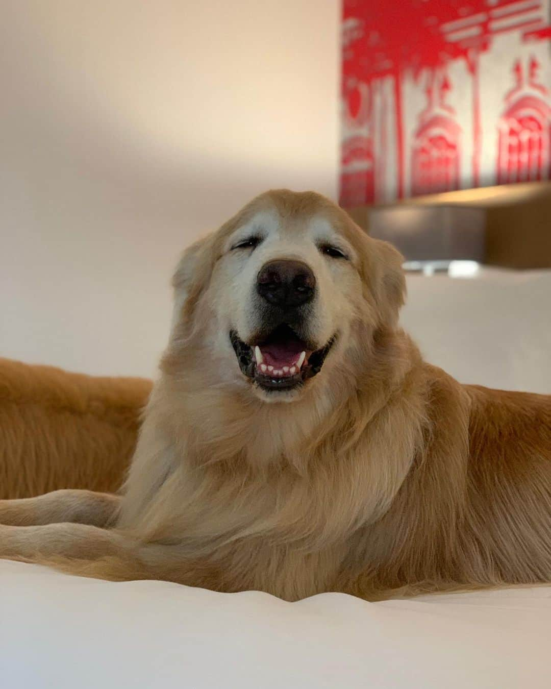 Bobさんのインスタグラム写真 - (BobInstagram)「Hospedagem Petfriendly em Campinas?! Tem sim!!! Excelente por sinal! @radissonredcampinas  Estamos adorando esse hotel! E também em conhecer a cidade! Quem tem dicas daqui pra mandar pra gente?! . . . #pets #photooftheday #petsofinstagram #instagrammers #instagram #instadaily #vejasp #goldenretriever #goldenretrievers #goldenretrieversofinstagram #dogs #dogstyle #dogoftheday #dogsofinstagram #saopaulo #gudfriends #petfriendly #hotel #hotelaria #hotelpetfriendly #turismo #negocios #campinas #red #radisson」12月1日 21時38分 - bob_marley_goldenretriever