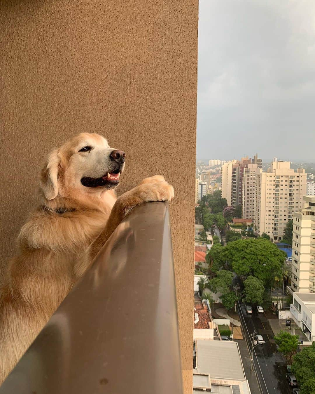 Bobさんのインスタグラム写真 - (BobInstagram)「Hospedagem Petfriendly em Campinas?! Tem sim!!! Excelente por sinal! @radissonredcampinas  Estamos adorando esse hotel! E também em conhecer a cidade! Quem tem dicas daqui pra mandar pra gente?! . . . #pets #photooftheday #petsofinstagram #instagrammers #instagram #instadaily #vejasp #goldenretriever #goldenretrievers #goldenretrieversofinstagram #dogs #dogstyle #dogoftheday #dogsofinstagram #saopaulo #gudfriends #petfriendly #hotel #hotelaria #hotelpetfriendly #turismo #negocios #campinas #red #radisson」12月1日 21時38分 - bob_marley_goldenretriever