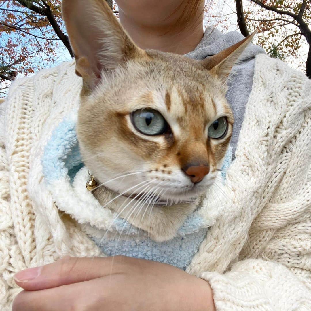 モルト♡Malt(Singapuracat)のインスタグラム：「お出かけの準備してたら、モルちゃんが足元にゴロンゴロン付いて回って行かにゃいでアピールしてきたから、一緒にお散歩に変更！ もふもふ暖かくして行ったけど寒くてすぐ帰った😹❄️ * 同じペットカート使ってる人に最近初めて出会ってちょっと嬉しかった😸やっぱり安定感がすごい！ * * #ピッコロカーネ」