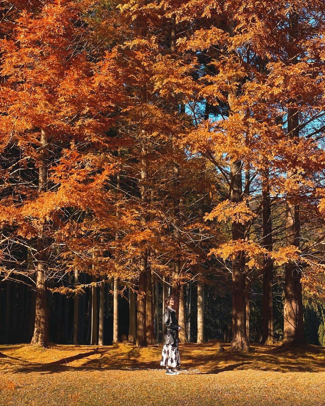 Koichiのインスタグラム：「| Wrapped in autumn colors🍁 . #BeautifulJapan #奈良 #Nara . #ShotOniPhone11ProMax #ShotOniPhone .」
