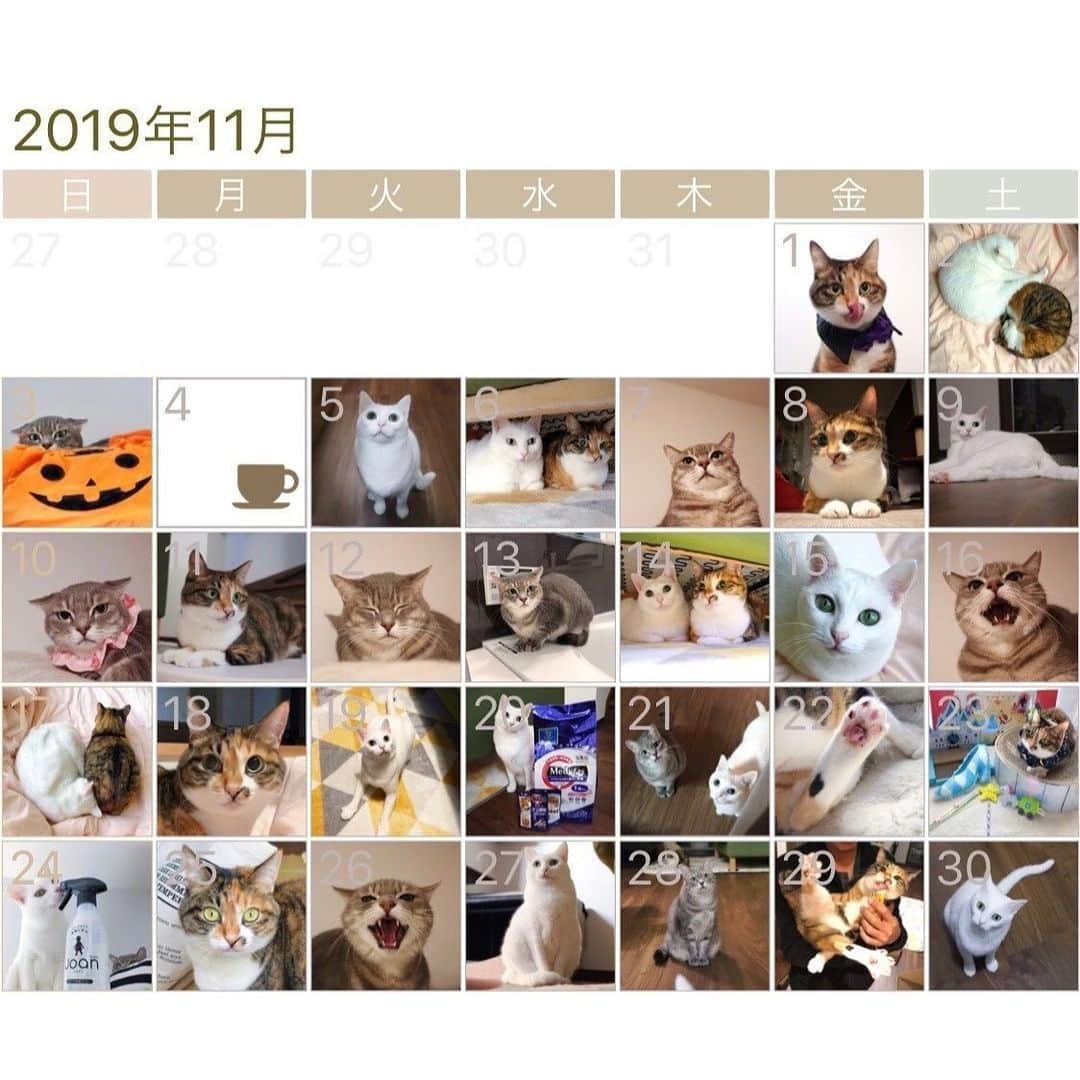 marikill66さんのインスタグラム写真 - (marikill66Instagram)「1️⃣1️⃣🗓🐱🐱🐱🍁 * #2019年11月 #インスタカレンダー #cat #catstagram #catsofinstagram #catoftheday #instacat #vsco #marikill66 #marikill66_2019 #marikill66_11」12月1日 21時47分 - marikill66