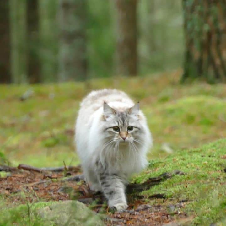 Floraのインスタグラム：「You are walking the wrong way human! 🔊😹 #kattunge #dailyfluff #bestanimal #excellent_cats #katter #bestcats_oftheworld #igcutest_animals #cat_features #cutepetclub #fluffypack #katt #bestmeow  #weeklyfluff #meow #AnimalAddicts #kittycat #cat #cats #kitten #kittens #kawaii #instacat #calico #neko #winter #snow #2019 #sibiriskkatt #siberiancat」