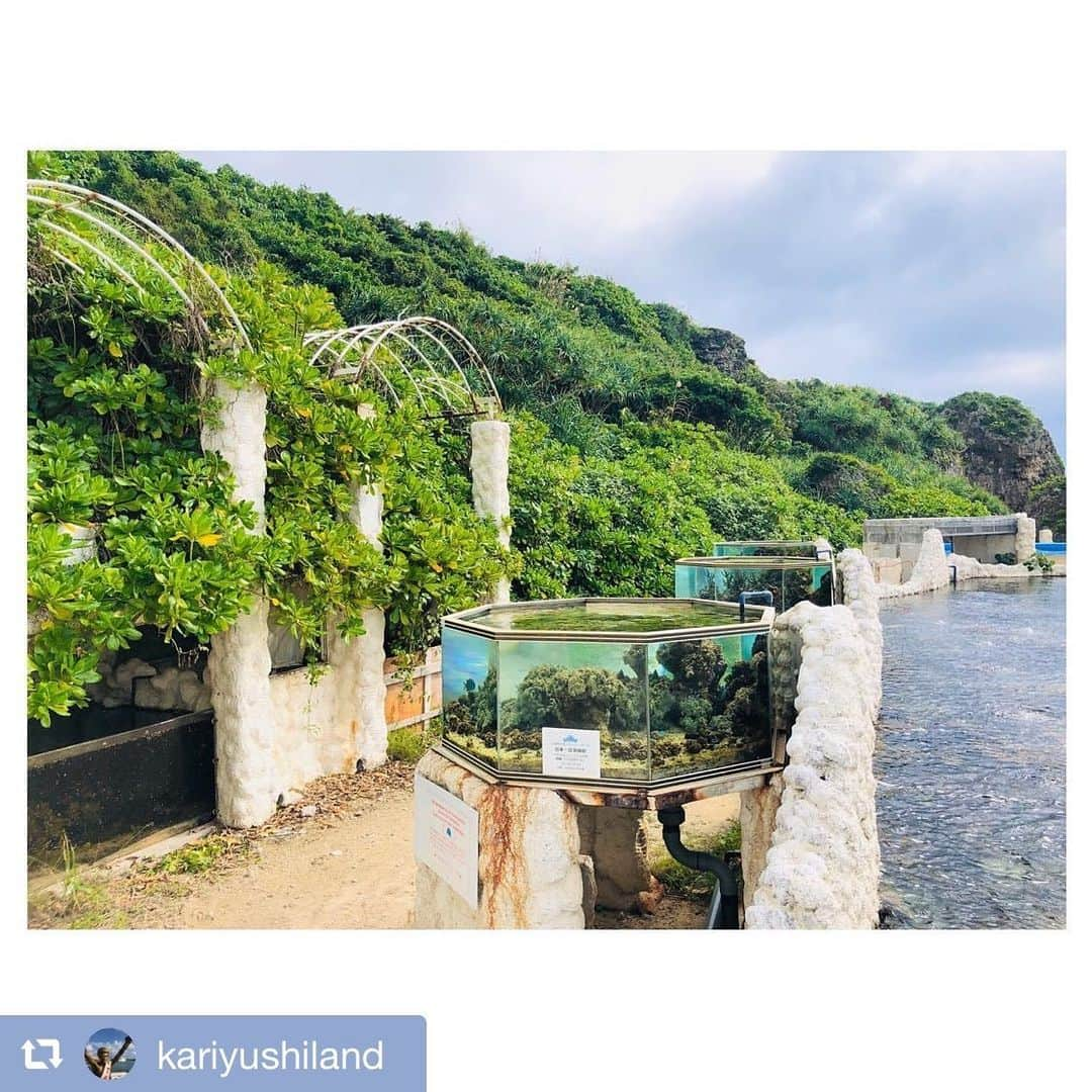 MAIKO さんのインスタグラム写真 - (MAIKO Instagram)「サンゴの養殖体験ガチでやりたいっっ🥺🙌✨ 誰か一緒に行かないかい🏝🐡⁇ ・ ・ #repost @kariyushiland  本日の「かりゆし☆らんど」聴いてくれたみなさまありがとうございました🙌🌈 ・ ・ 沖縄県読谷村にある「さんご畑」ではさんごの養殖を行い、海に返す活動をしています🏝✨ ・ ・ さんごだけでは生きられませんイソギンチャクやお魚さん、ウミガメなども一緒にここでは生活していますよ🐢🐟🐡✨ ・ ・ ・ ここでは沖縄の海の生態系を見て楽しむ事も出来ることと、さらに!!! さんごの養殖体験(¥3,500)も行っていますよ🏝✨ ・ ・ 沖縄の綺麗な海を守るためぜひ『さんご畑』さんにてサンゴの養殖体験しませんか🐡🐟🐢✨⁇ ・ ・ ・ たくさんお話をしてくださったスタッフのいくみさんありがとうございました🙋🏻‍♀️🎤🌺✨ ・ ・ ・ #fmyokohama #かりゆしらんど #さんご畑 #沖縄　#読谷村 #入園料¥900 #高校生¥600 #中学生以下無料」12月1日 21時57分 - maiko_oops