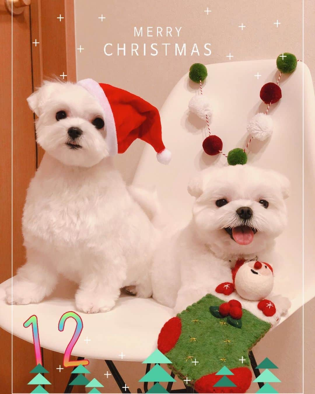 おかゆ & おもちさんのインスタグラム写真 - (おかゆ & おもちInstagram)「...🐶✨🐶..・.🎄🎅 . . 12月も、よろしくお願いします🙇🏻‍♀️💕 . . 今日、ふたりともトリミングに行ってきました〜✂️🛁 . 見て、見て〜〜💓 もっちのお手手、なかなか毛が伸びてきたでしょう〜🙌 エリカラ効果だね✨✨ @nikomeimama @ohanaerikara さん、ありがとう〜〜🥰💓 . 脚はまだもうちょっと...😛 . . おかゆは、このくつ下いっぱいのボーロをサンタさん🎅にお願いしてるみたい...🙏💓 サンタさん来てくれるかな？ . .  @23pipipi ちゃんありがとう〜😘 . ❤︎ .  #maltese #malteseofinstagram #malteselovers #happydog #dogsmile #doglove #doglover #doglife #dogsofinstagram #dogstagram #instadog #lovedogs #ilovemydog #cutedog #dogoftheday #멍스타그램 . #okayusan #マルチーズ #エブリドッグ #犬バカ部 #癒しわんこ #わんこ #愛犬 #大好き #pecoいぬ部 #いぬすた #わんこは家族 #お花エリカラ #12月 #ラスト1ヶ月」12月1日 21時59分 - okayuchan0421