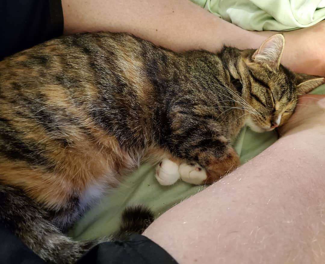 猫コスプレさんのインスタグラム写真 - (猫コスプレInstagram)「So it's been 11 months. This is her first time curling up with me and falling asleep. She started coming up wanting pets after 3 months but didn't like being held, before that if she got stressed she would run to our bed and pee on it. It's been slow trust progress as a Feral Rescue, but we never gave up. She's still warming up, but I think she knows she has a warm home she won't lose now.  Who knows what she went through as a kitten when she was caught. But she's always been skittish about being picked up. She also survived feline distemper with the help of a blood transfusion and a good vet shortly after getting picked up off the streets.」12月1日 13時02分 - cat_cosplay