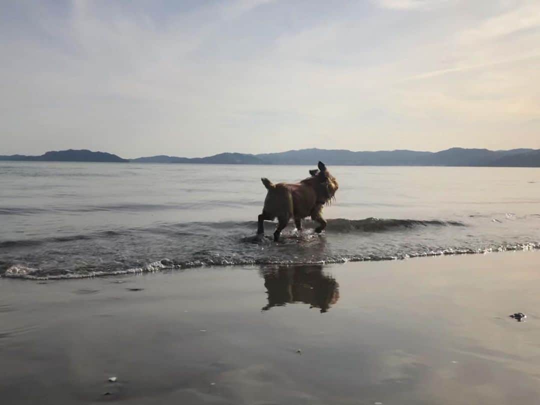 Digby & Aloのインスタグラム：「Summer lovin’ ☀️」