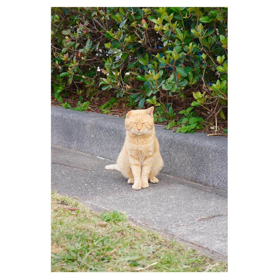 のインスタグラム：「#ネコさん発見シリーズ 🐈」