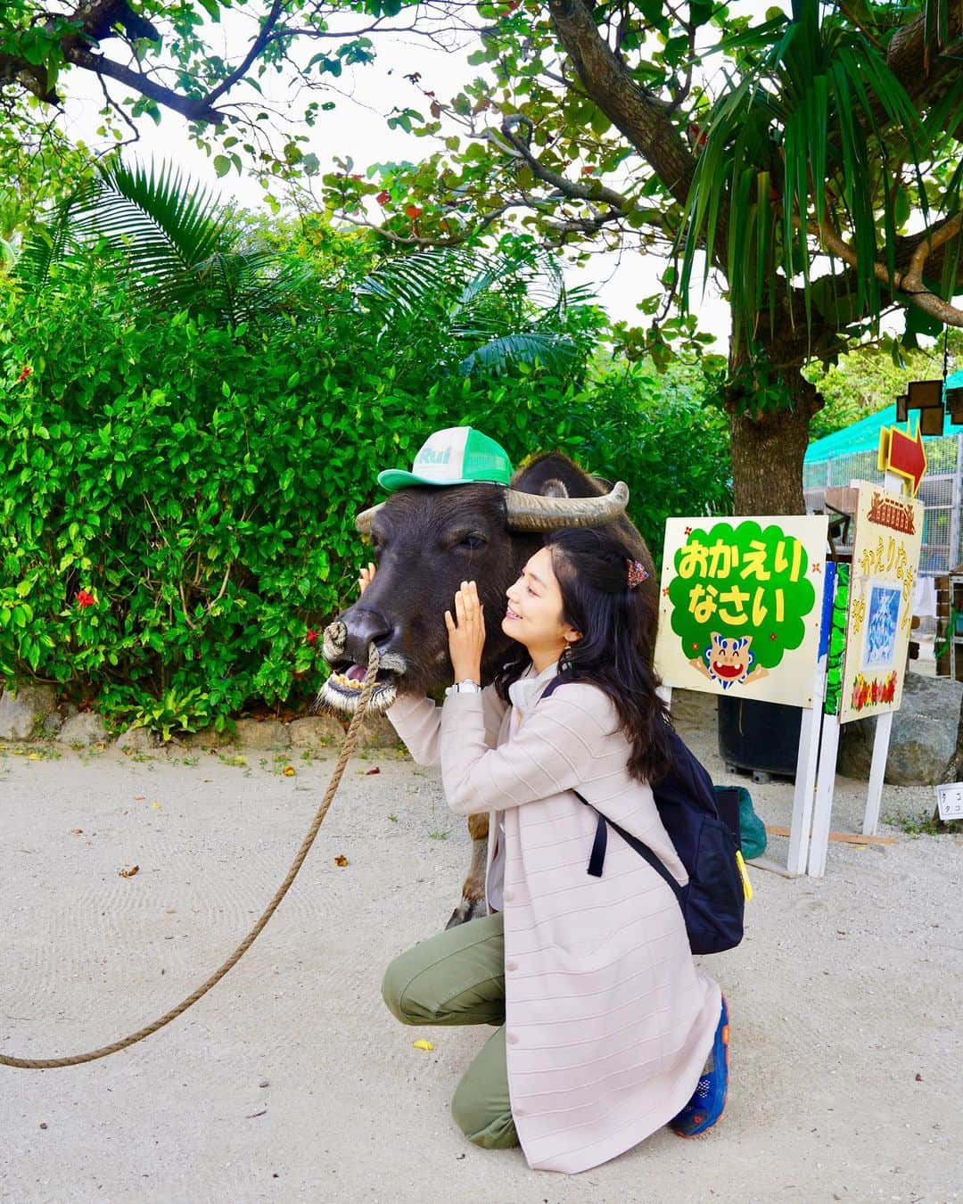 のインスタグラム：「西表島から由布島へ。 水牛のルイくん。 とーっても穏やかで優しい男の子です。 私の親友が牛好きなんですけど、 その可愛さがよく分かりました🐮  #島旅#島#船旅#旅#国内旅行#日本の島#八重山#石垣島#西表島#由布島#水牛#ルイくん」