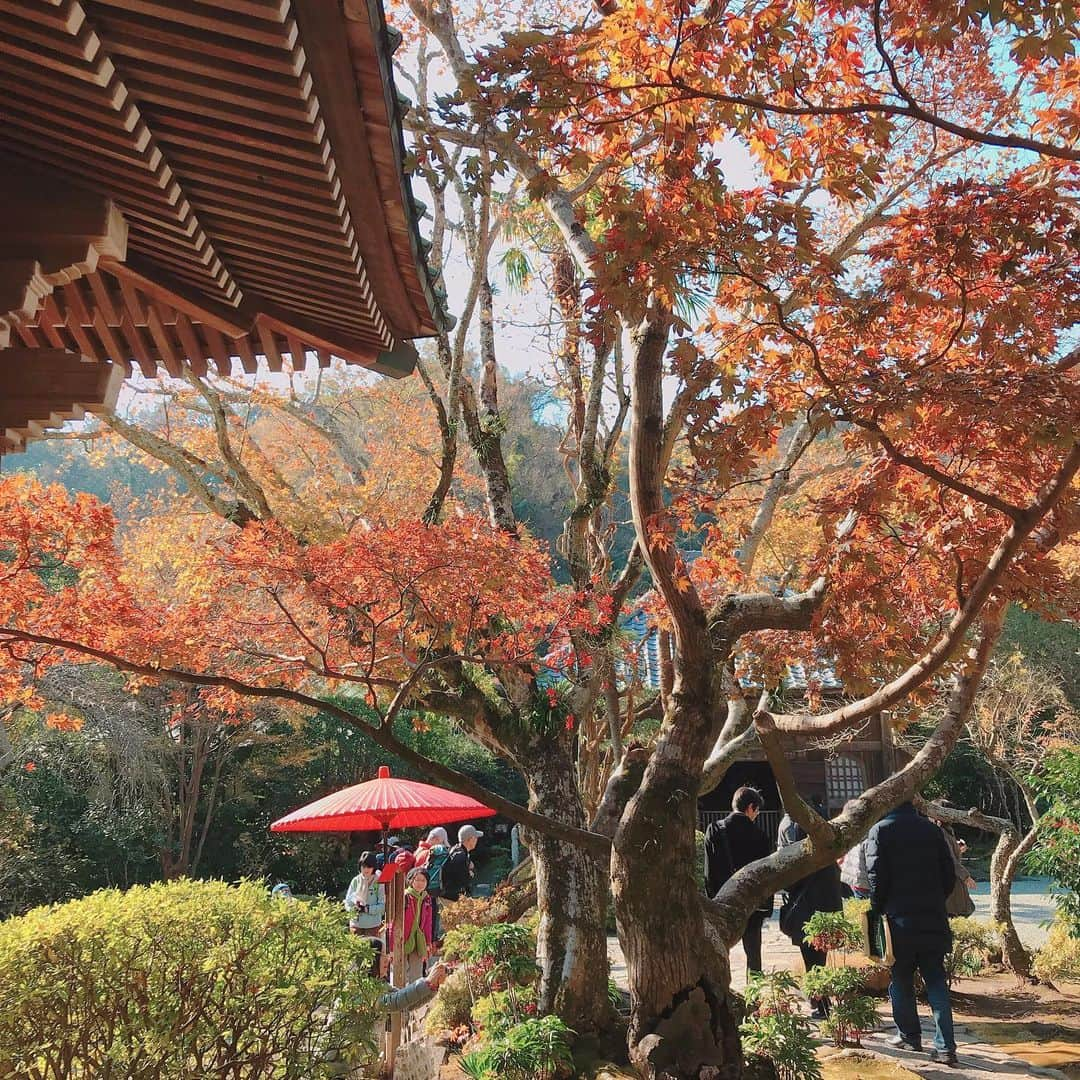 益子直美さんのインスタグラム写真 - (益子直美Instagram)「今日から12月ですねぇ。 鎌倉の紅葉🍁 今年はどうかな？ 海蔵寺へ行ってみました。  台風など塩害の影響もありますが、 鎌倉のお寺の紅葉、まだまだ楽しめそうですね。  #鎌倉  #海蔵寺  #紅葉  #もみじ」12月1日 13時47分 - naomi.masuko