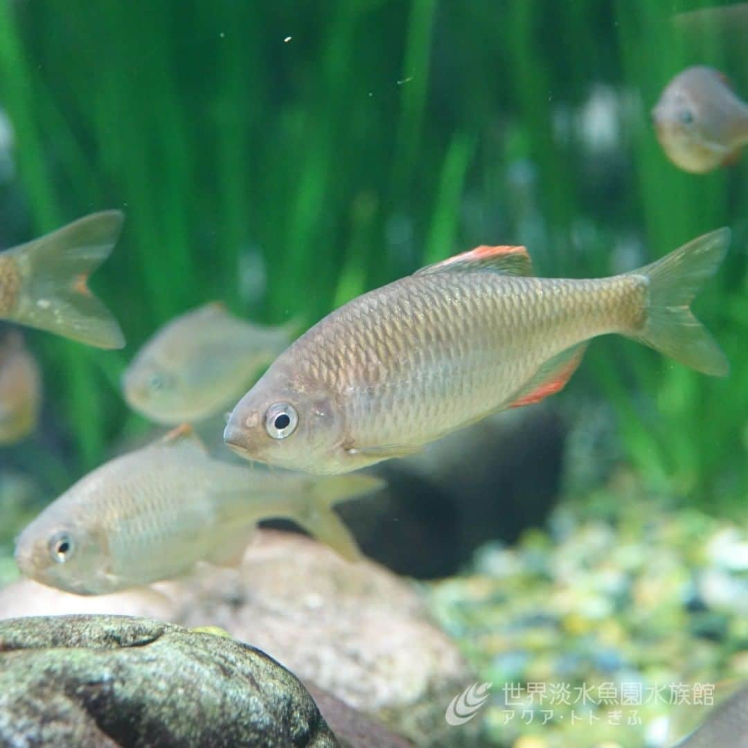 世界淡水魚園水族館 アクア・トト ぎふのインスタグラム