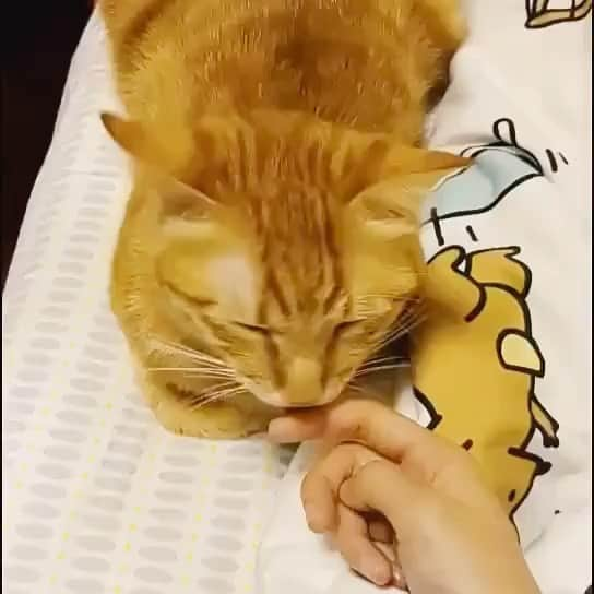 にかもきゅのインスタグラム：「🐱🐱🐱🐱🐱🐱🐱🐱🐱🐱🐱🐱🐱🐱🐱🐱🐱🐱🐱🐱🐱🐱🐱🐱🐱🐱🐱🐱🐱🐱🐱🐱🐱🐱🐱🐱🐱🐱🐱」