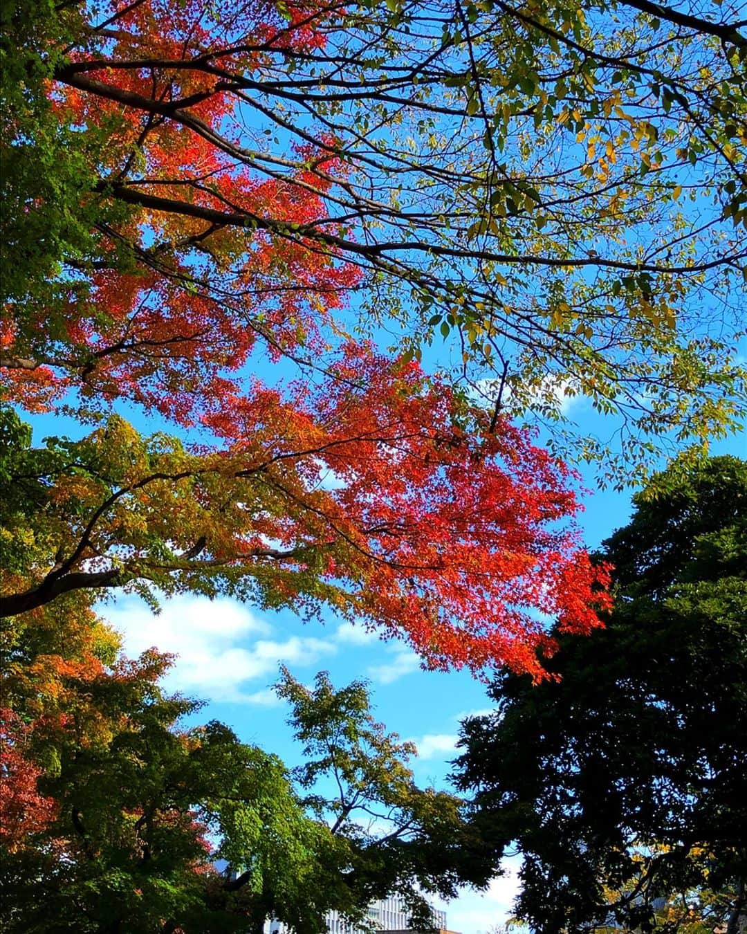 理絵さんのインスタグラム写真 - (理絵Instagram)「🍁🍁🍁 .  #紅葉 #もみじ #紅葉狩り #sky #cielo #tokyo #japan」12月1日 14時33分 - ____rie____